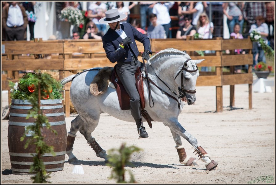 Pferd International 106